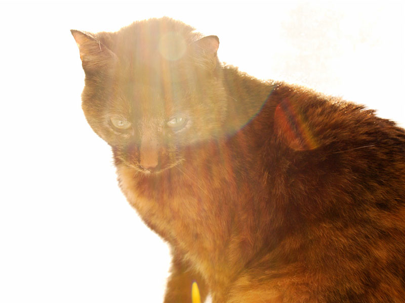 Responsive image